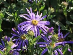 Sommer-Aster 'Sternkugel' -Angebote Wurzel Zeit Store sommer aster sternkugel m044614 w 1