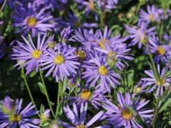 Sommer-Aster 'Sternkugel' -Angebote Wurzel Zeit Store sommer aster sternkugel m044614 w 3