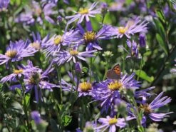 Sommer-Aster 'Sternkugel' -Angebote Wurzel Zeit Store sommer aster sternkugel m044614 w 4