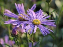 Sommer-Aster 'Sternkugel' -Angebote Wurzel Zeit Store sommer aster sternkugel m044614 w 6