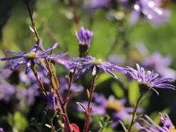 Sommer-Aster 'Sternkugel' -Angebote Wurzel Zeit Store sommer aster sternkugel m044614 w 7
