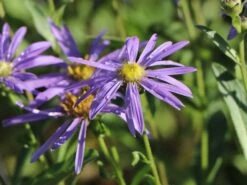 Sommer-Aster 'Sternkugel' -Angebote Wurzel Zeit Store sommer aster sternkugel m044614 w 8