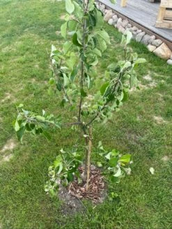 Sommerapfel 'James Grieve' -Angebote Wurzel Zeit Store sommerapfel james grieve m000558 1344516 0