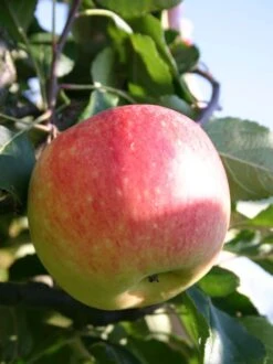 Sommerapfel 'James Grieve' -Angebote Wurzel Zeit Store sommerapfel james grieve m000558 w 0