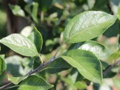 Sommerapfel 'James Grieve' -Angebote Wurzel Zeit Store sommerapfel james grieve m000558 w 1