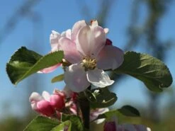 Sommerapfel 'James Grieve' -Angebote Wurzel Zeit Store sommerapfel james grieve m000558 w 4