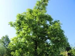 Sommerapfel 'James Grieve' -Angebote Wurzel Zeit Store sommerapfel james grieve m000558 w 8