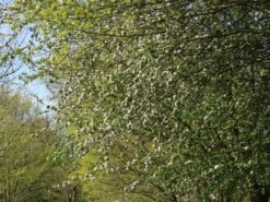 Sommerapfel 'Pfirsichroter Sommerapfel' -Angebote Wurzel Zeit Store sommerapfel pfirsichroter sommerapfel m004902 w 0