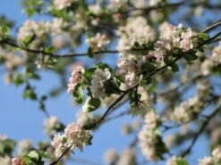 Sommerapfel 'Pfirsichroter Sommerapfel' -Angebote Wurzel Zeit Store sommerapfel pfirsichroter sommerapfel m004902 w 2