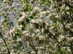 Sommerapfel 'Pfirsichroter Sommerapfel' -Angebote Wurzel Zeit Store sommerapfel pfirsichroter sommerapfel m004902 w 3