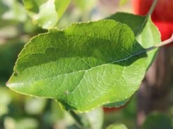 Sommerapfel 'Piros' -Angebote Wurzel Zeit Store sommerapfel piros m006558 w 1