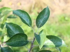 Sommerapfel 'Piros' -Angebote Wurzel Zeit Store sommerapfel piros m006558 w 2