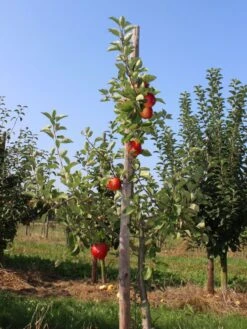 Sommerapfel 'Piros' -Angebote Wurzel Zeit Store sommerapfel piros m006558 w 3