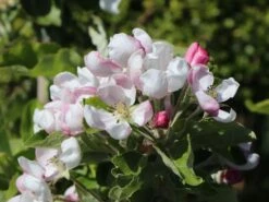 Sommerapfel 'Piros' -Angebote Wurzel Zeit Store sommerapfel piros m006558 w 4