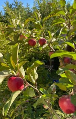 Sommerapfel 'Roter James Grieve' / 'Rubin' -Angebote Wurzel Zeit Store sommerapfel roter james grieve rubin m004928 872382 0