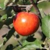 Sommerapfel 'Roter James Grieve' / 'Rubin'