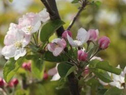 Sommerapfel 'Roter James Grieve' / 'Rubin' -Angebote Wurzel Zeit Store sommerapfel roter james grieve rubin m004928 w 2