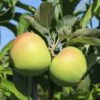 Sommerapfel 'Weißer Klarapfel'