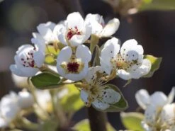 Sommerbirne 'Bunte Julibirne' -Angebote Wurzel Zeit Store sommerbirne bunte julibirne m102648 w 2