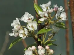 Sommerbirne 'Bunte Julibirne' -Angebote Wurzel Zeit Store sommerbirne bunte julibirne m102648 w 3