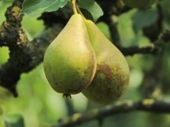 Sommerbirne 'Dessertbirne'