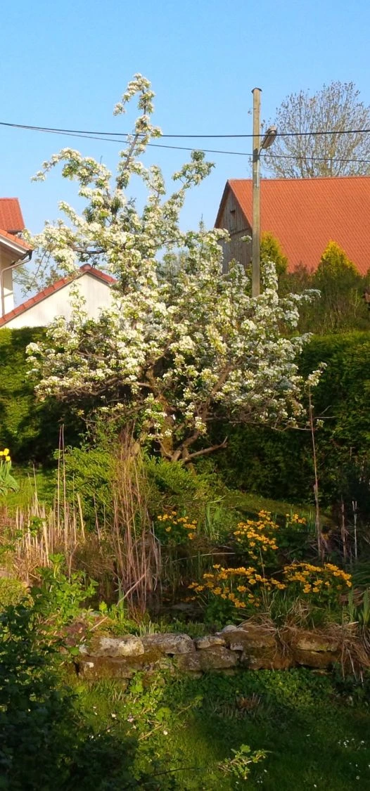 Sommerbirne 'Gute Graue' 5 Sommerbirne 'Gute Graue' – Bild 5