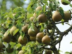 Sommerbirne 'Gute Graue'