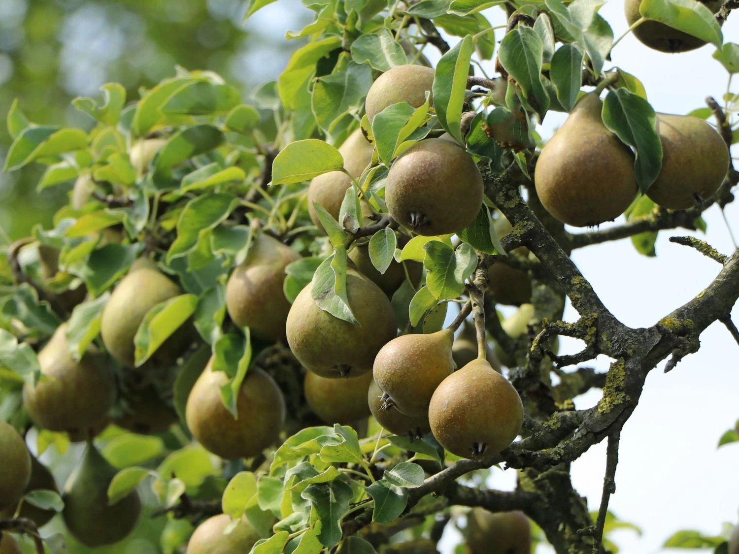 Sommerbirne 'Gute Graue' 1 Sommerbirne 'Gute Graue'