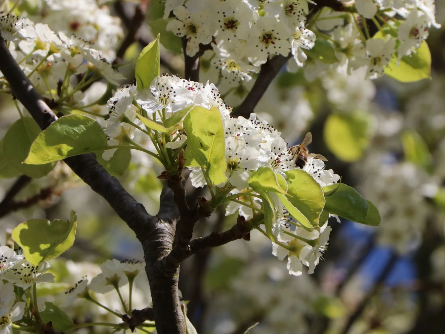 Sommerbirne 'Gute Graue' 3 Sommerbirne 'Gute Graue' – Bild 3