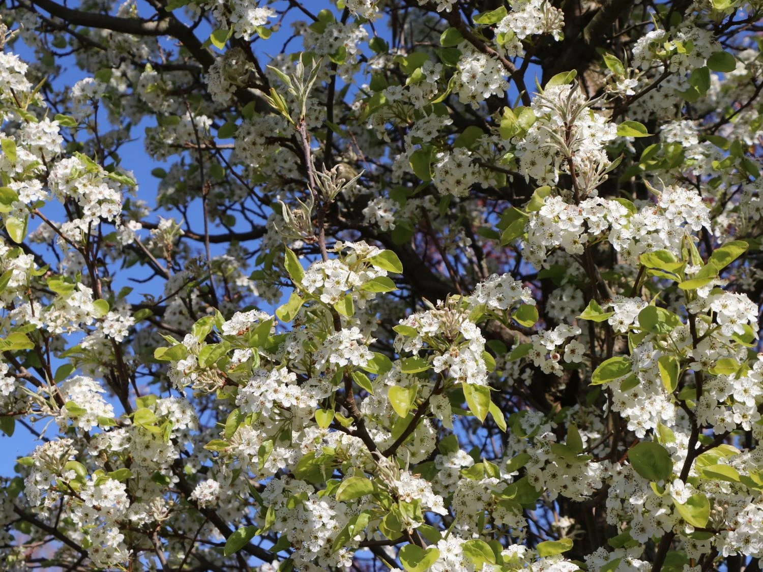 Sommerbirne 'Gute Graue' 2 Sommerbirne 'Gute Graue' – Bild 2