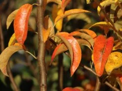 Sommerbirne 'Gute Luise' (mittel) -Angebote Wurzel Zeit Store sommerbirne gute luise mittel m000530 w 0