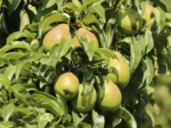 Sommerbirne 'Harrow Delight' ®