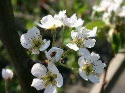 Sommerbirne 'Rote Williams Christ' -Angebote Wurzel Zeit Store sommerbirne rote williams christ m005080 w 0