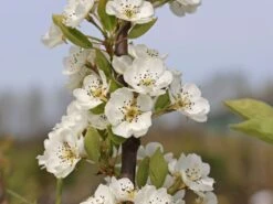 Sommerbirne 'Rote Williams Christ' -Angebote Wurzel Zeit Store sommerbirne rote williams christ m005080 w 2