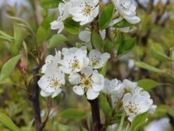 Sommerbirne 'Rote Williams Christ' -Angebote Wurzel Zeit Store sommerbirne rote williams christ m005080 w 3