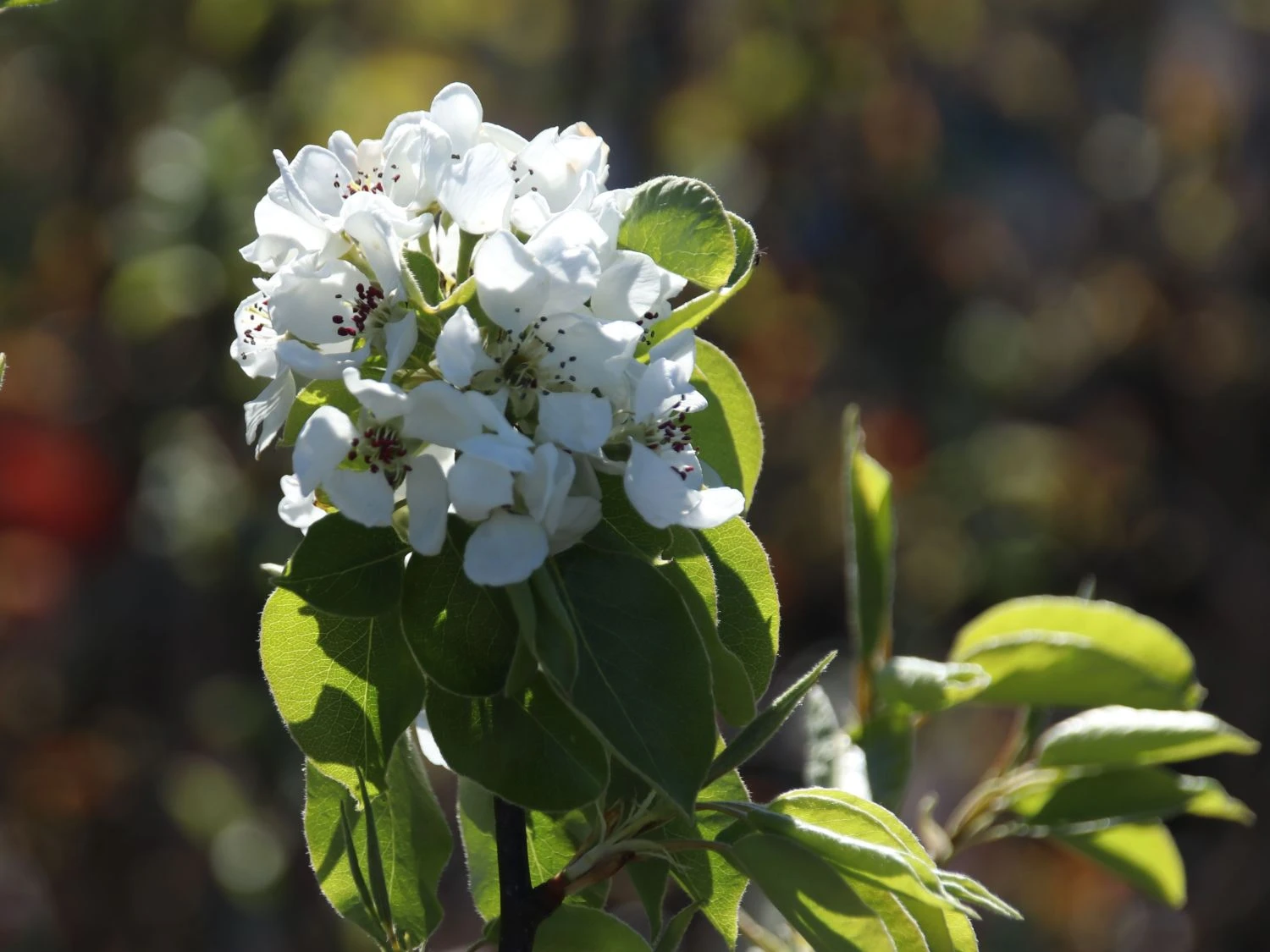 Sommerbirne 'Stuttgarter Geißhirtle' 2 Sommerbirne 'Stuttgarter Geißhirtle' – Bild 2