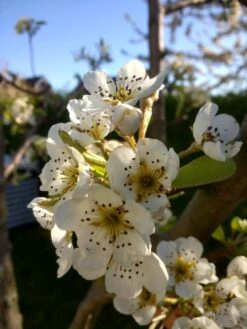 Sommerbirne 'Williams Christ' -Angebote Wurzel Zeit Store sommerbirne williams christbirne m000532 72793 0