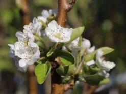 Sommerbirne 'Williams Christ' -Angebote Wurzel Zeit Store sommerbirne williams christbirne m000532 w 1