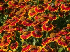 Sonnenbraut 'Biedermeier'