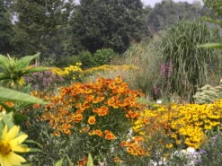 Sonnenbraut 'Biedermeier' -Angebote Wurzel Zeit Store sonnenbraut biedermeier m058700 w 0