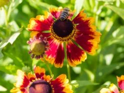 Sonnenbraut 'Biedermeier' -Angebote Wurzel Zeit Store sonnenbraut biedermeier m058700 w 1