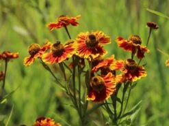 Sonnenbraut 'Biedermeier' -Angebote Wurzel Zeit Store sonnenbraut biedermeier m058700 w 2