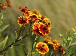 Sonnenbraut 'Biedermeier' -Angebote Wurzel Zeit Store sonnenbraut biedermeier m058700 w 3