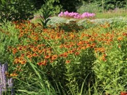 Sonnenbraut 'Flammenrad' -Angebote Wurzel Zeit Store sonnenbraut flammenrad m058704 w 0