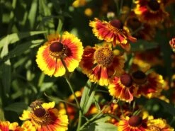 Sonnenbraut 'Flammenrad' -Angebote Wurzel Zeit Store sonnenbraut flammenrad m058704 w 3