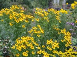 Sonnenbraut 'Goldrausch' -Angebote Wurzel Zeit Store sonnenbraut goldrausch m058706 1040413 0