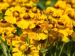 Sonnenbraut 'Goldrausch' -Angebote Wurzel Zeit Store sonnenbraut goldrausch m058706 w 0