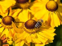 Sonnenbraut 'Goldrausch' -Angebote Wurzel Zeit Store sonnenbraut goldrausch m058706 w 2