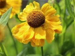 Sonnenbraut 'Goldrausch' -Angebote Wurzel Zeit Store sonnenbraut goldrausch m058706 w 3