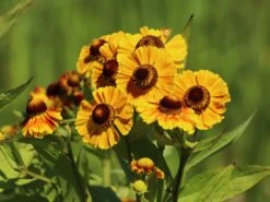 Sonnenbraut 'Goldrausch' -Angebote Wurzel Zeit Store sonnenbraut goldrausch m058706 w 4